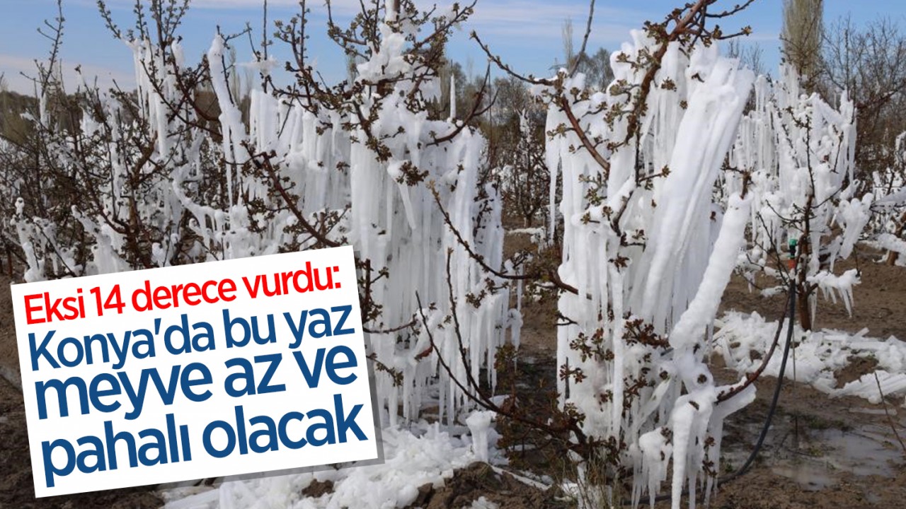 Eksi 14 derece vurdu: Konya'da bu yaz meyve az ve pahalı olacak
