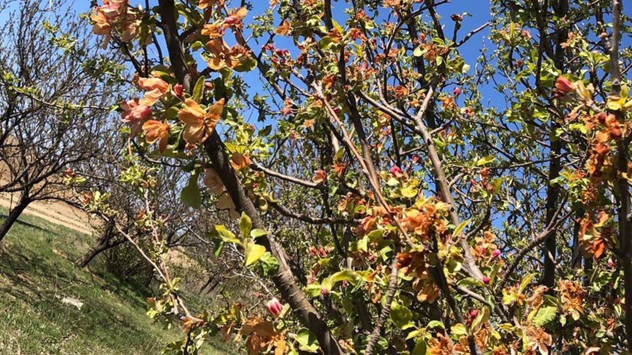 Kulu'da ekili arazilerin don tespit çalışmaları devam ediyor