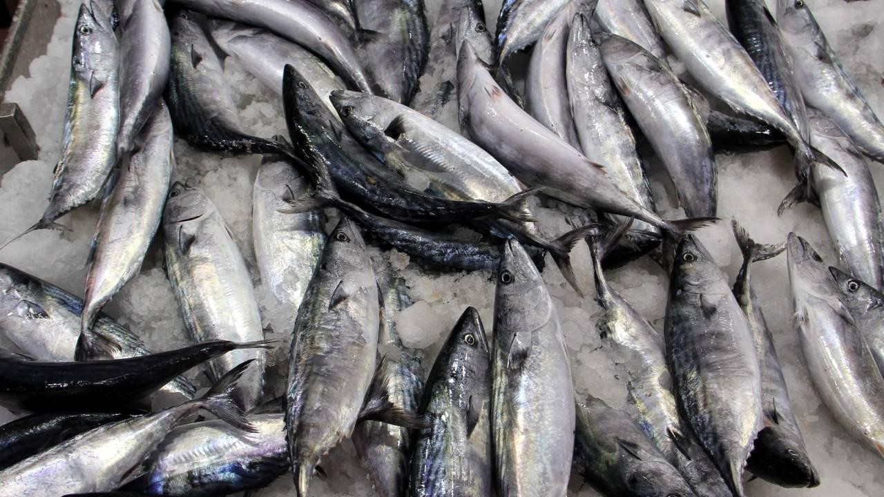 Av sezonunda 50 bin ton palamut yakalandı