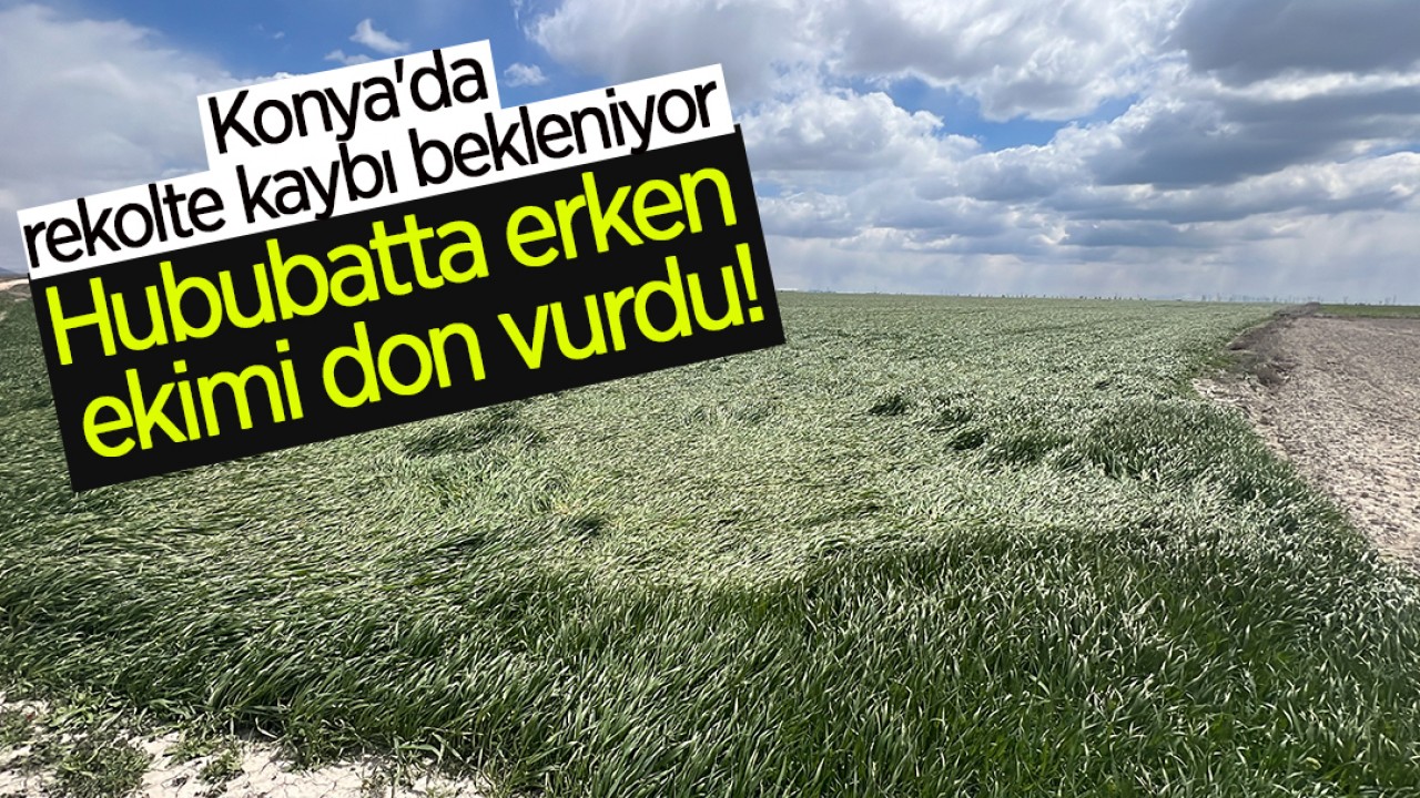 Hububatta erken ekimi don vurdu! Konya'da rekolte kaybı bekleniyor