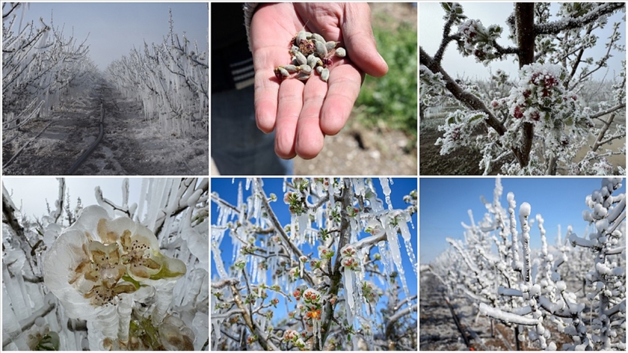 ÇKS kayıtlı çiftçiye zirai don desteği verilecek