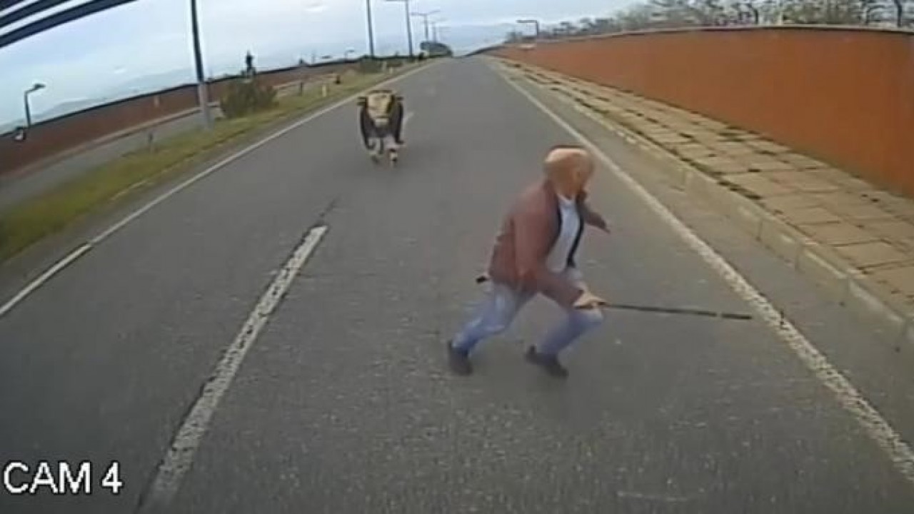 Boğanın kovaladığı şoför: ''Erkekliğin yüzde 90'ı kaçmaktır''