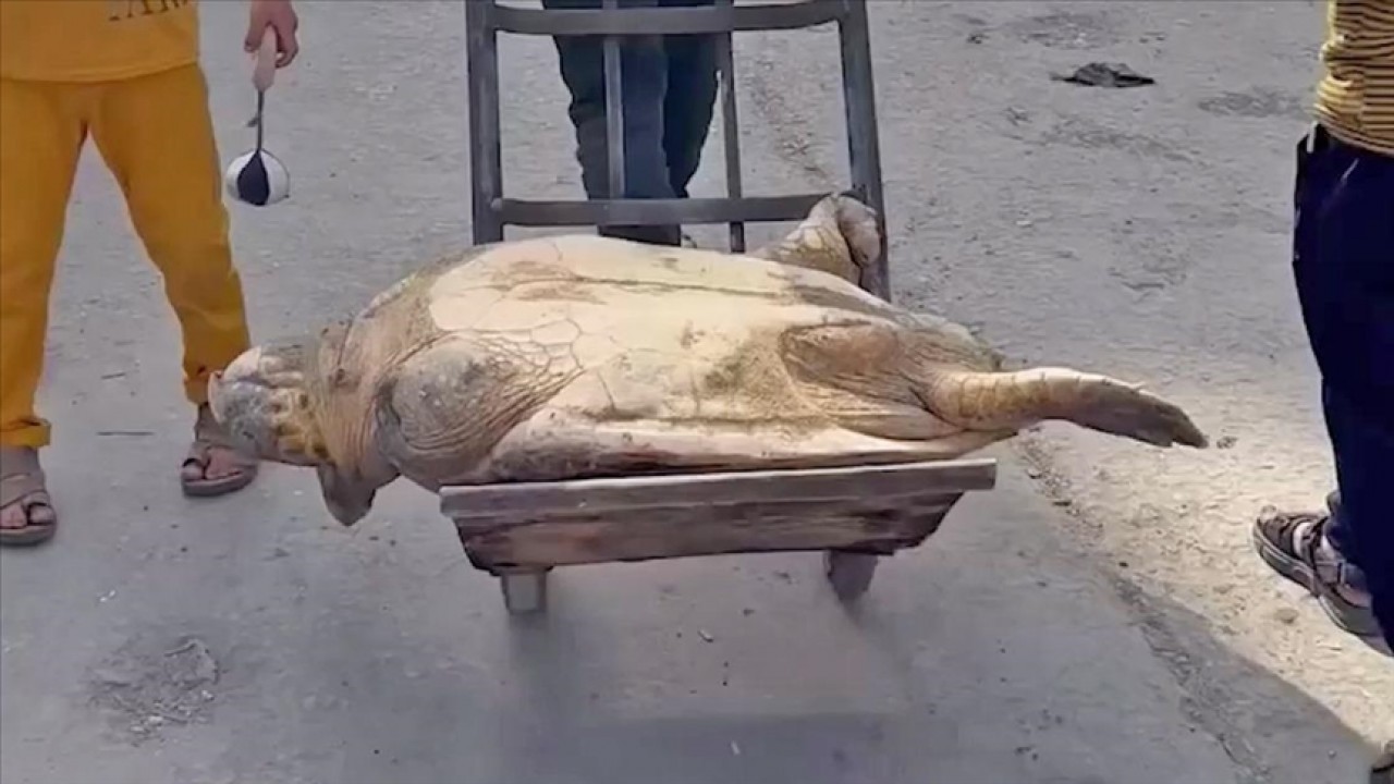 İsrail'in, halkı zorla aç bıraktığı Gazze'de insanlar hayatta kalabilmek için deniz kaplumbağası yiyor