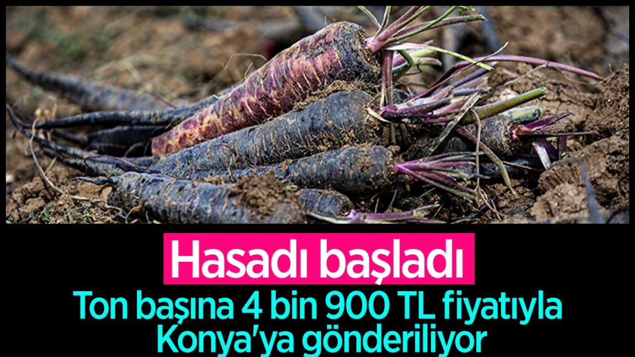 Hasadı başladı! Ton başına 4 bin 900 TL fiyatıyla Konya'ya gönderiliyor