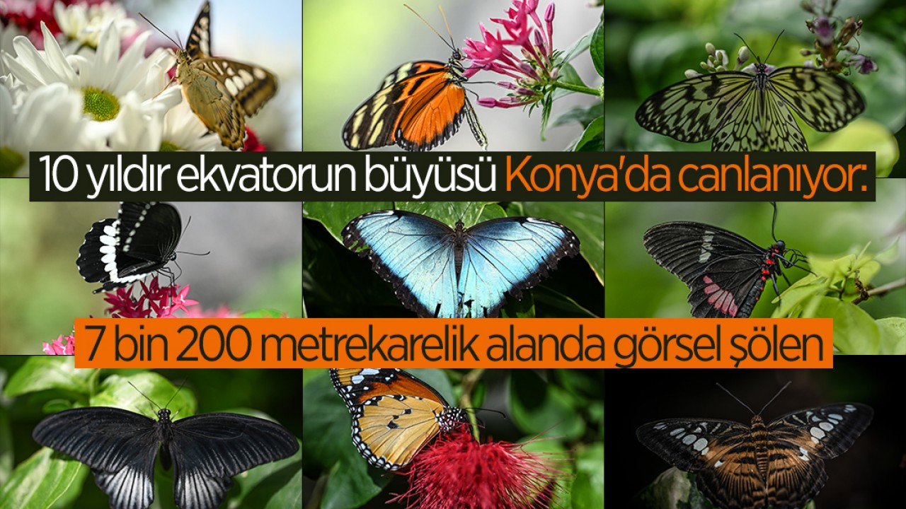 10 yıldır ekvatorun büyüsü Konya'da canlanıyor: 7 bin 200 metrekarelik alanda görsel şölen