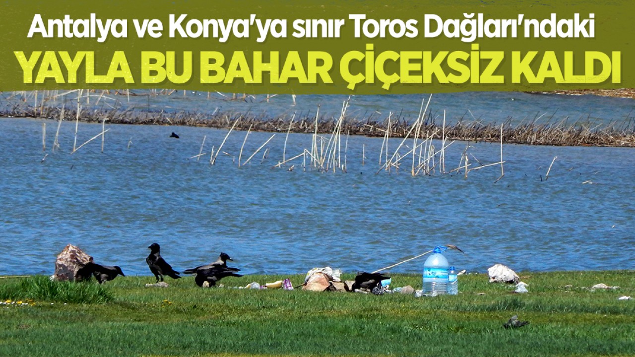 Antalya ve Konya'ya sınır Toros Dağları'ndaki yayla bu bahar çiçeksiz kaldı