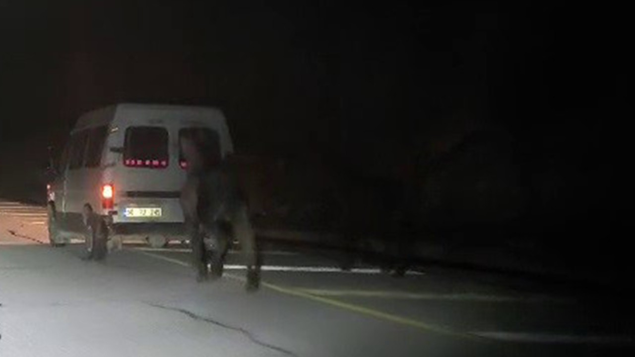 Atları kamyonetin arkasına bağlayıp koşturdu