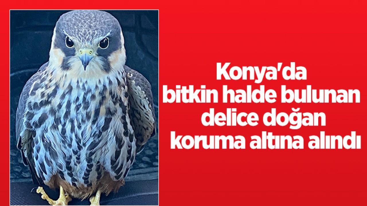 Konya'da bitkin halde bulunan delice doğan koruma altına alındı