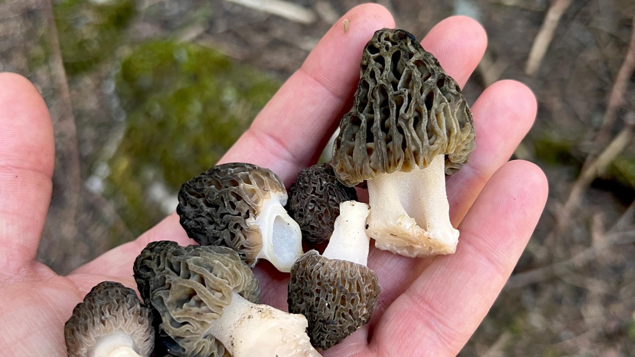 Beyşehir'deki yağışlar kuzugöbeği mantarı tutkunlarını da sevindirdi