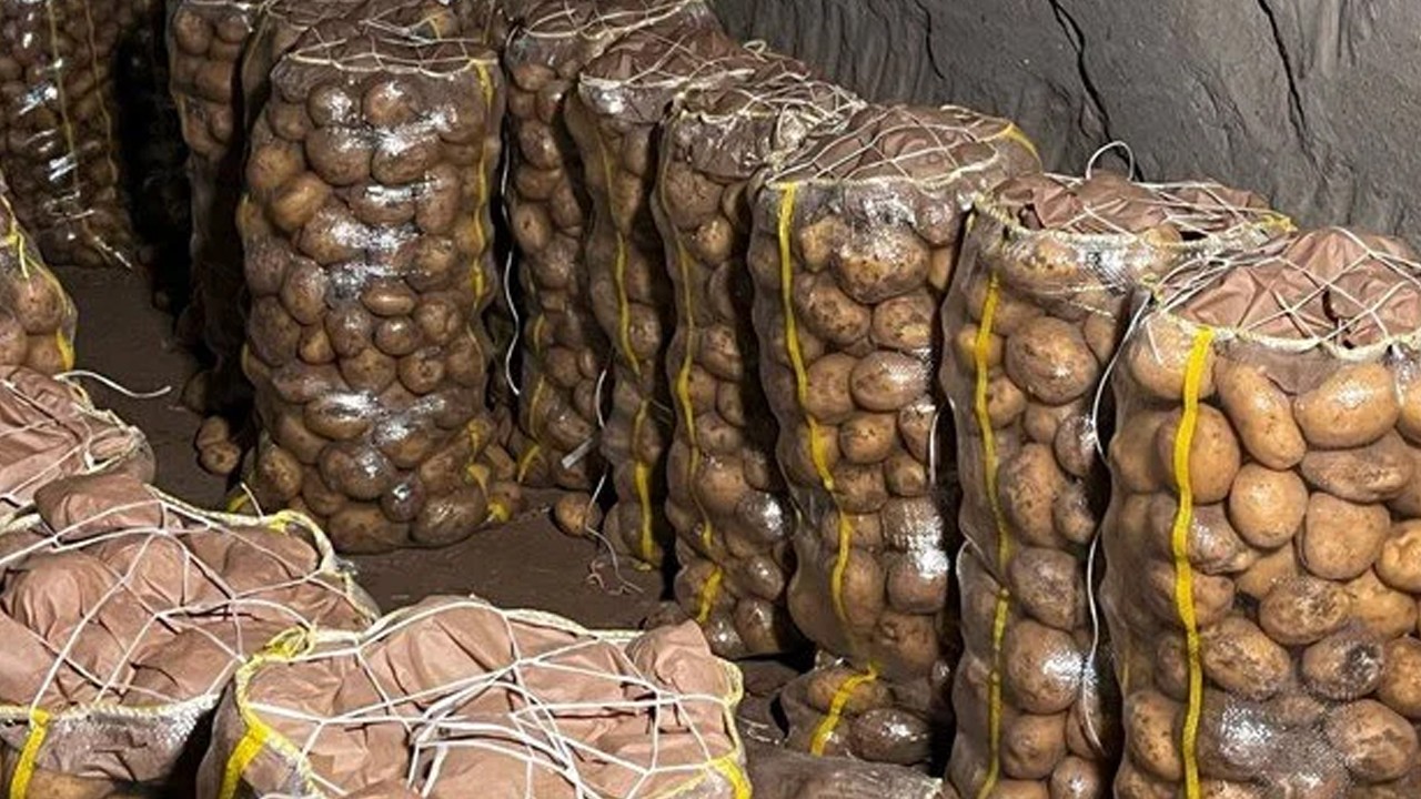 Türkiye'ye yurt dışından gelen tonlarca patates virüslü çıktı