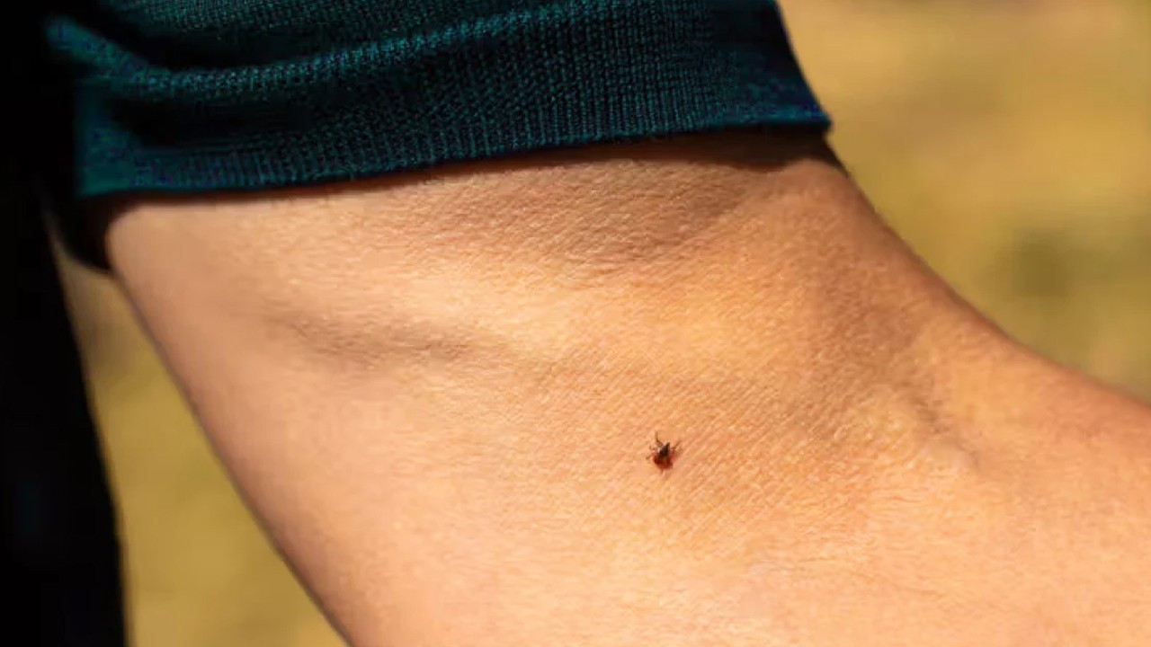 Kene mevsimi başladı! Keneler nasıl fark edilir? Kene ısırırsa ne yapılmalı? Kenenin neden olduğu hastalıklar neler? İşte detaylar...