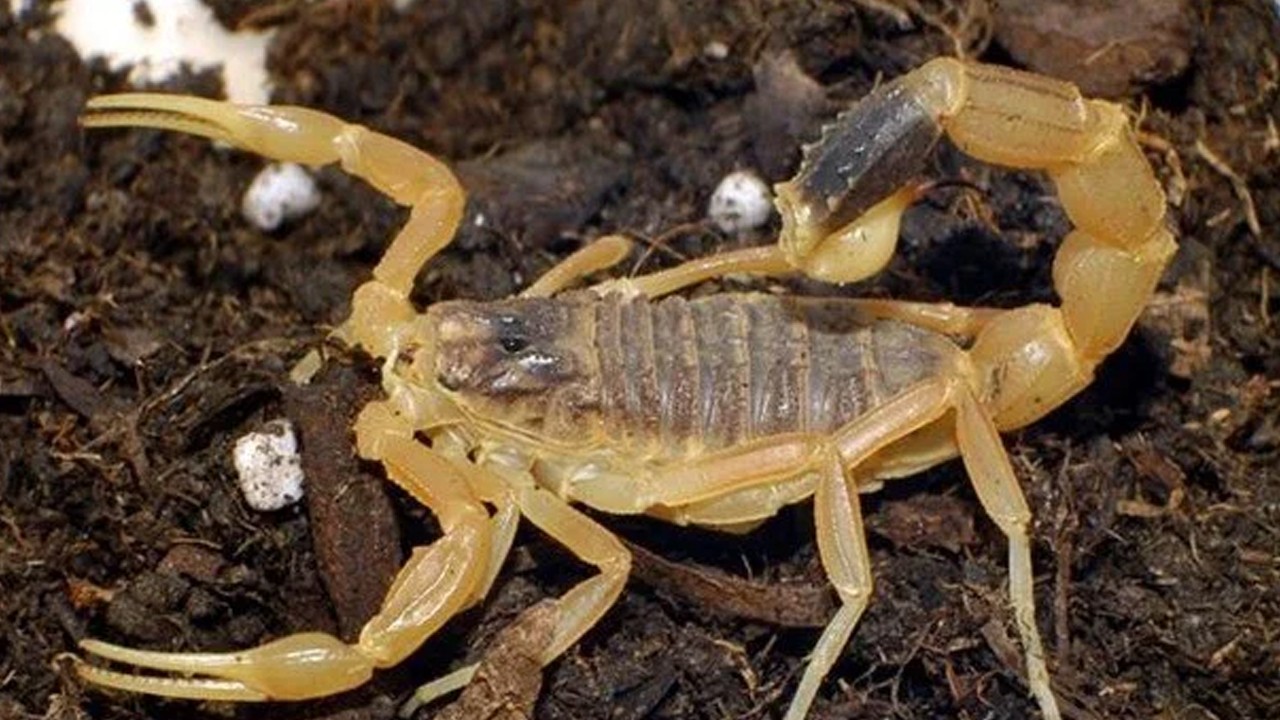 Akrepler şehirleri "ele geçiriyor": Vaka sayısı yüzde 250 arttı