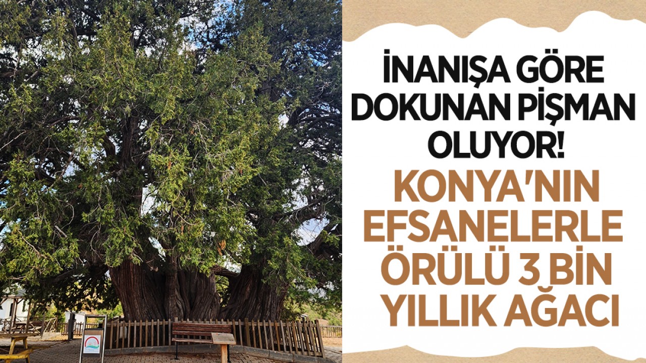 İnanışa göre dokunan pişman oluyor! İşte, Konya'nın efsanelerle örülü 3 bin yıllık ağacı