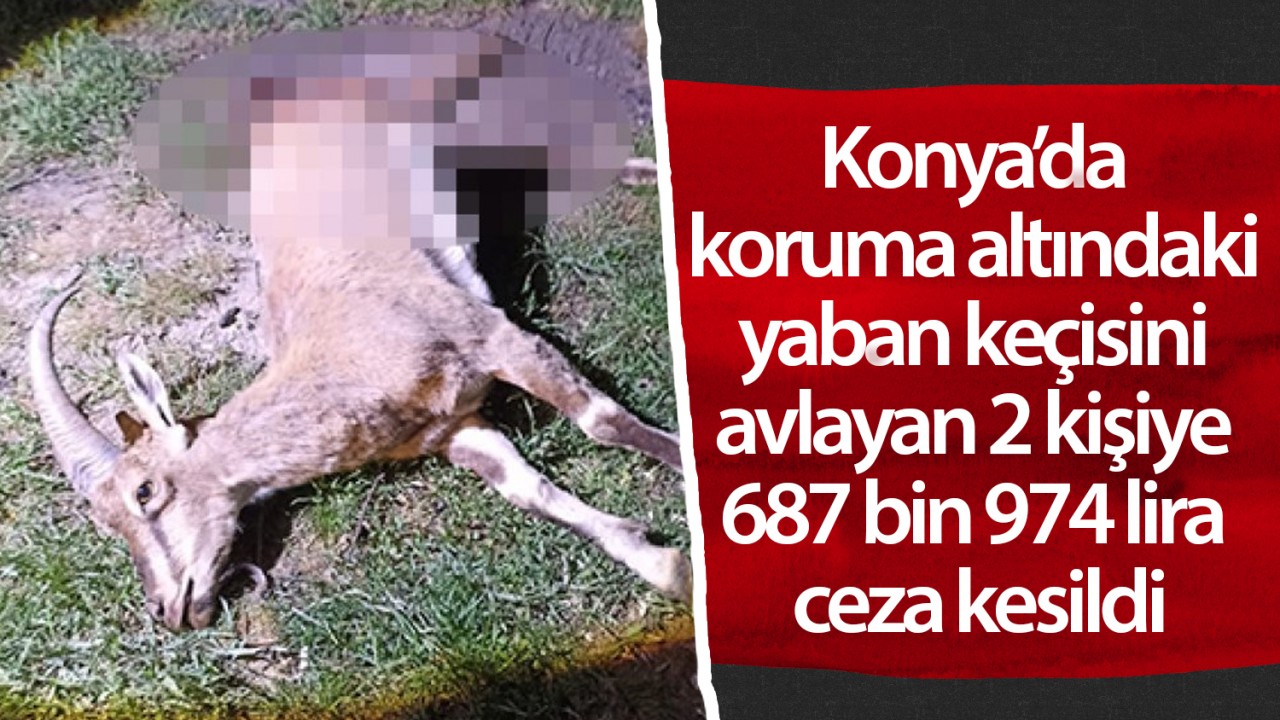 Konya’da koruma altındaki yaban keçisini avlayan 2 kişiye 687 bin 974 lira ceza kesildi