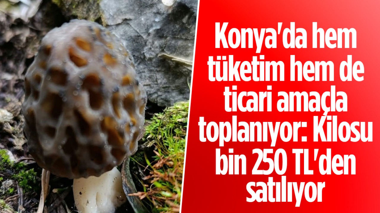 Konya'da hem tüketim hem de ticari amaçla toplanıyor: Kilosu bin 250 TL