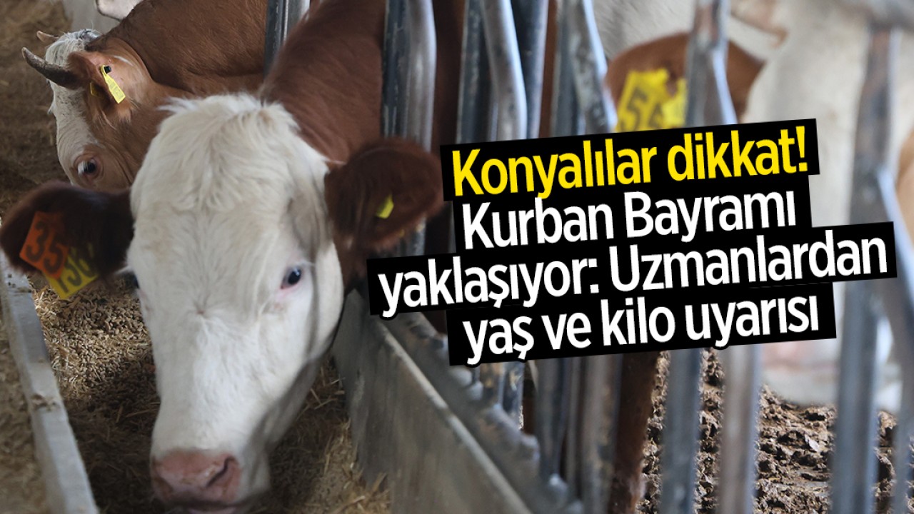 Konyalılar dikkat! Kurban Bayramı yaklaşıyor: Uzmanlardan yaş ve kilo uyarısı