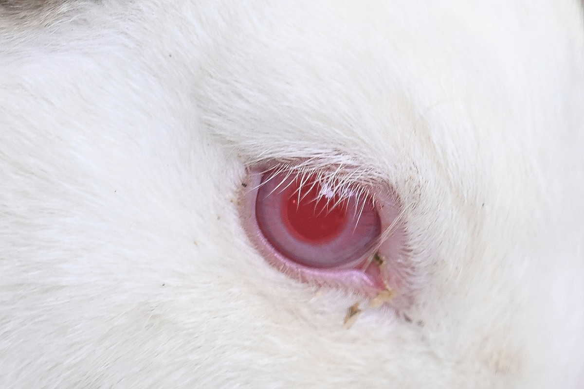 Hayvanların gözüne makro bakış