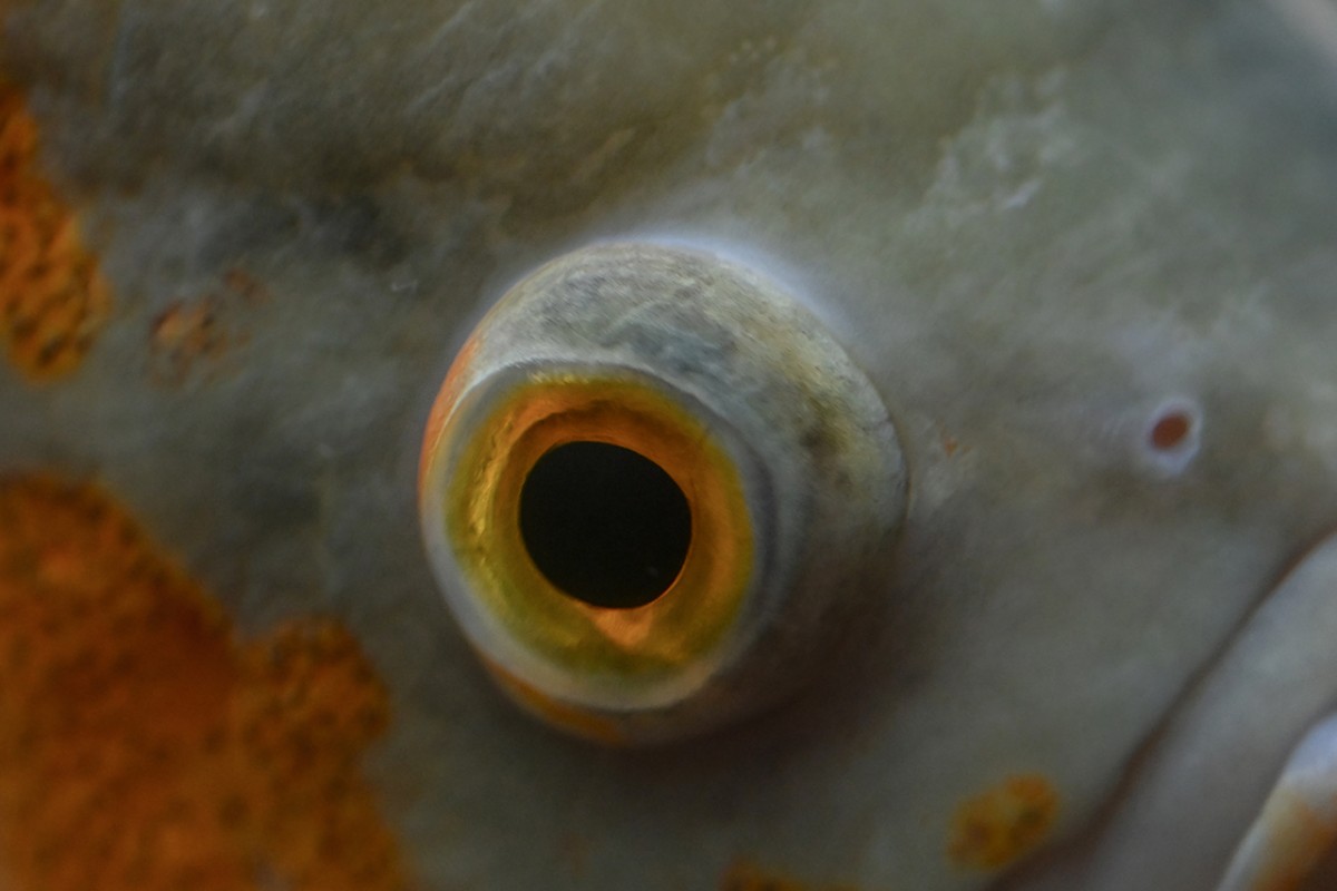 Hayvanların gözüne makro bakış