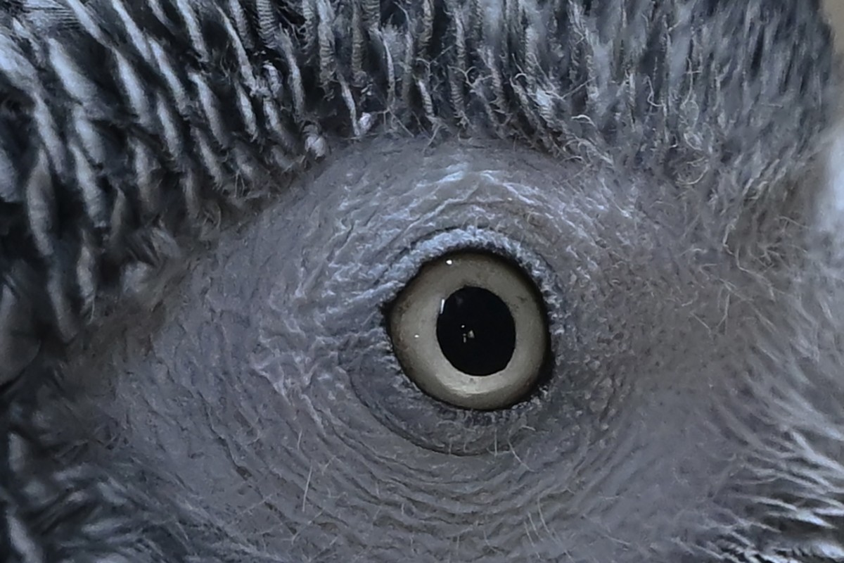 Hayvanların gözüne makro bakış