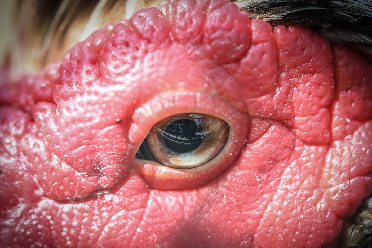 Hayvanların gözüne makro bakış