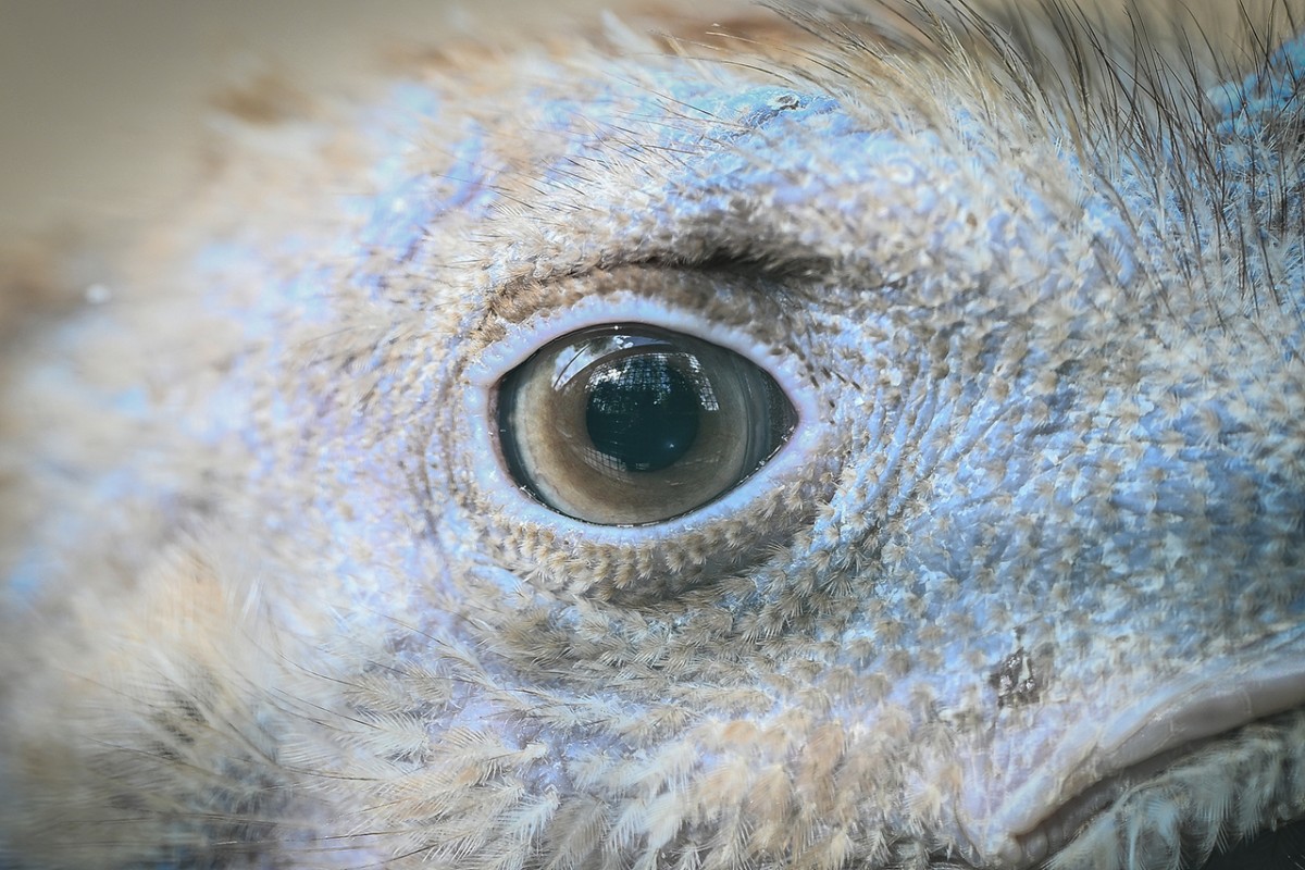 Hayvanların gözüne makro bakış