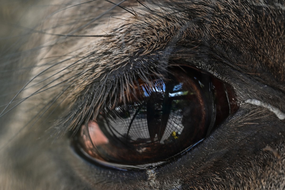 Hayvanların gözüne makro bakış
