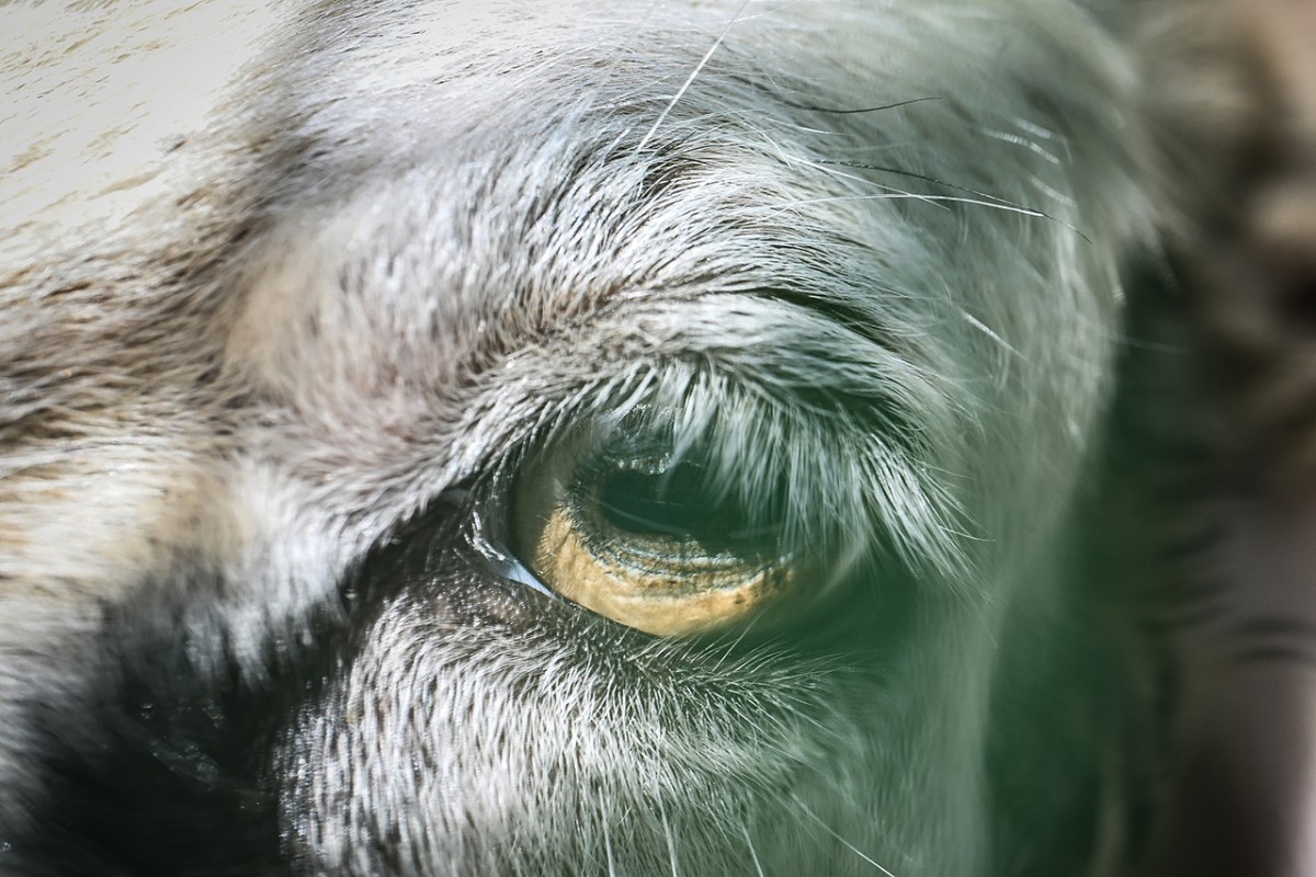 Hayvanların gözüne makro bakış