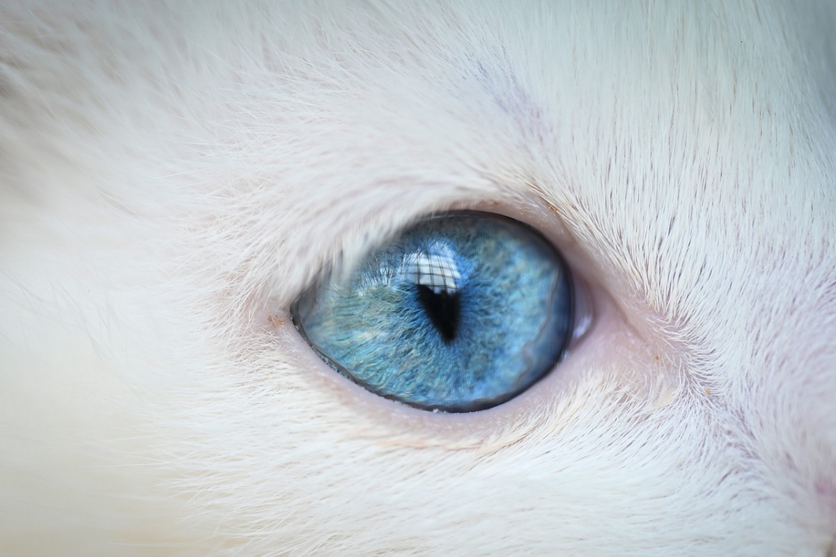 Hayvanların gözüne makro bakış
