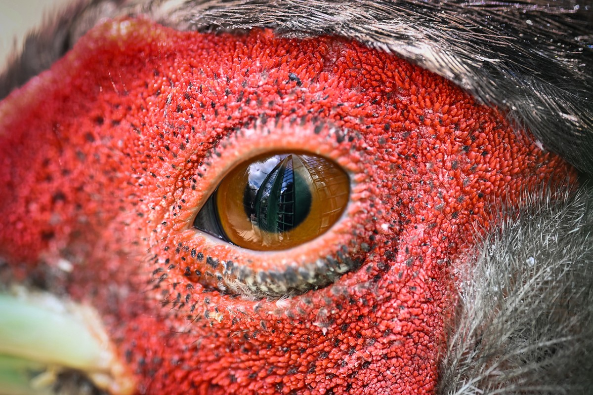 Hayvanların gözüne makro bakış