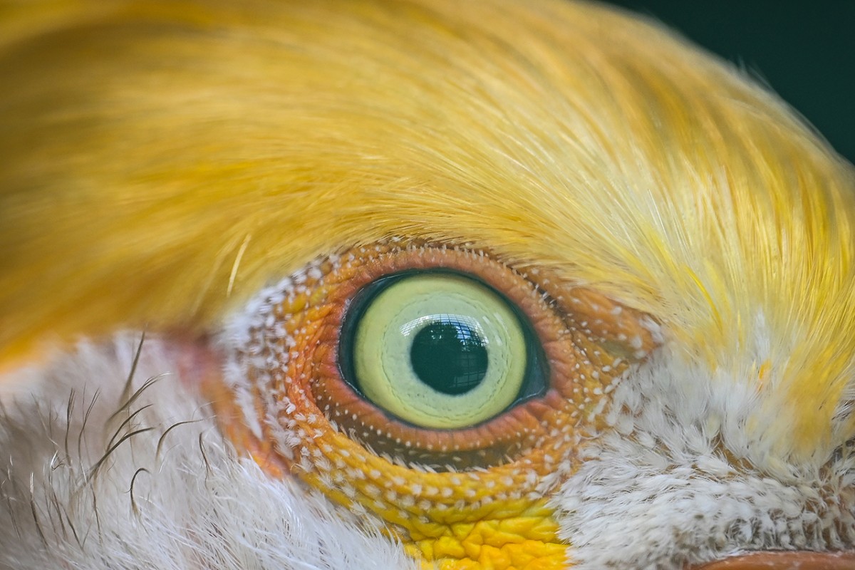 Hayvanların gözüne makro bakış