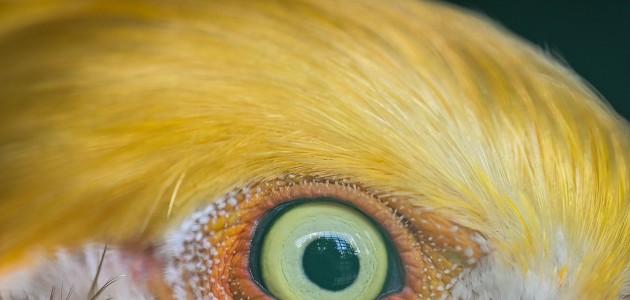 Hayvanların gözüne makro bakış