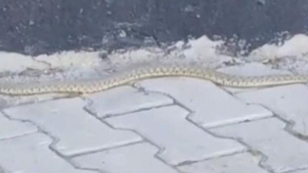 Kulu'da sokak ortasında 1.5 metrelik yılan cep telefonu kamerasına yansıdı