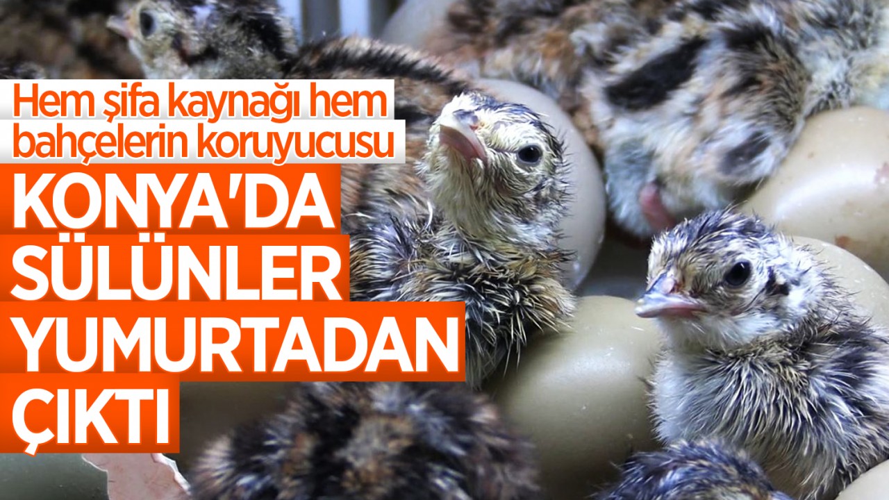 Hem şifa kaynağı hem bahçelerin koruyucusu! Konya'da sülünler yumurtadan çıktı