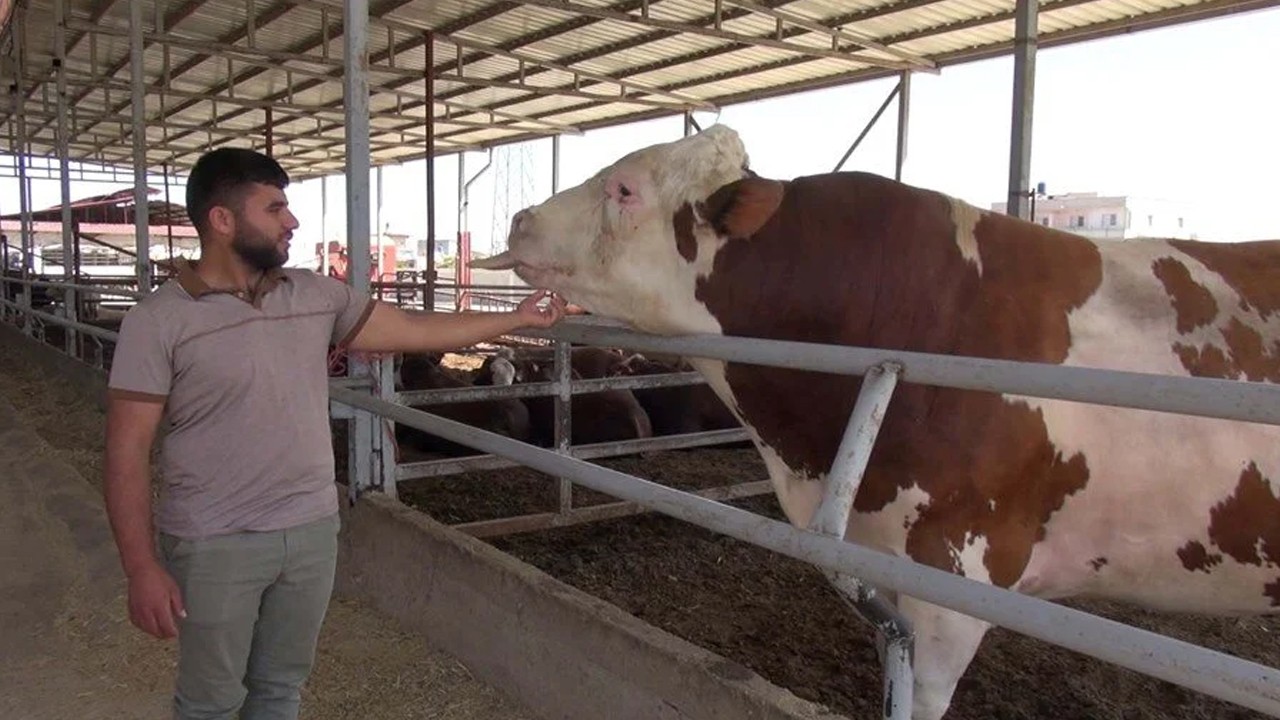 1 ton 400 kiloluk boğa alıcısını bekliyor: Fiyatı dudak uçuklattı