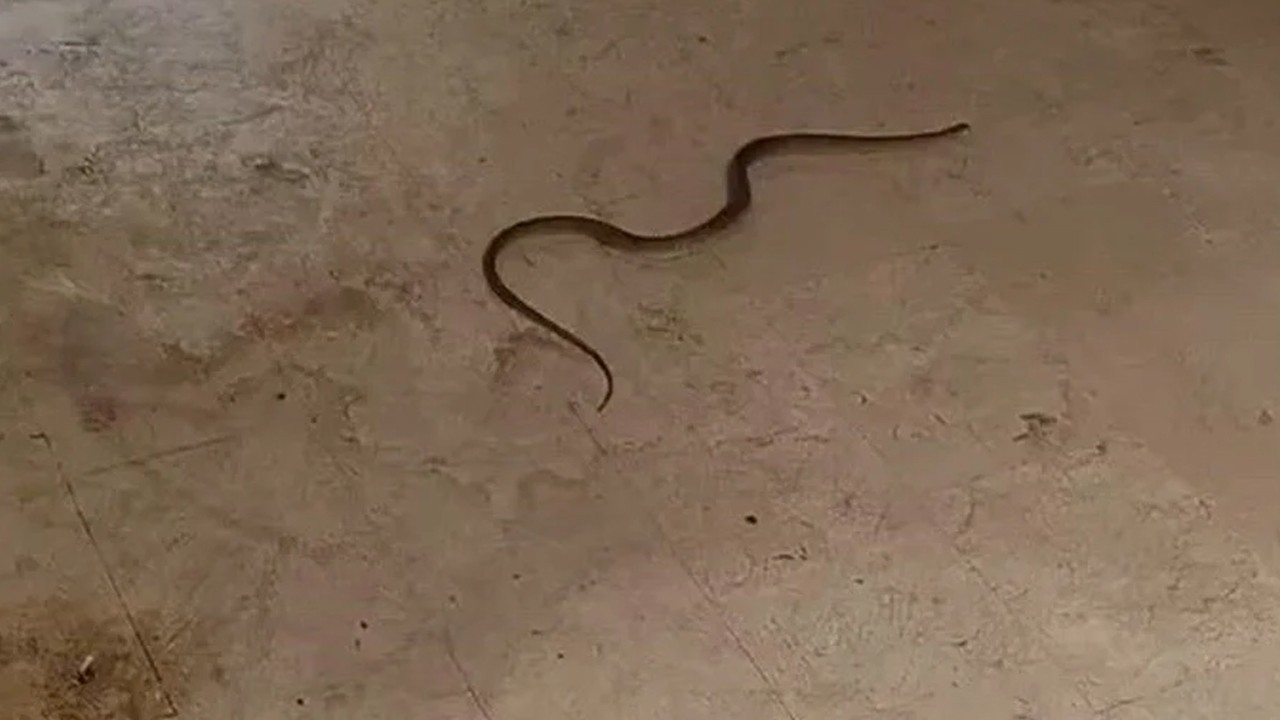 Evde, arabada, bahçede...İlçeyi yılan korkusu sardı, belediye alarma geçti