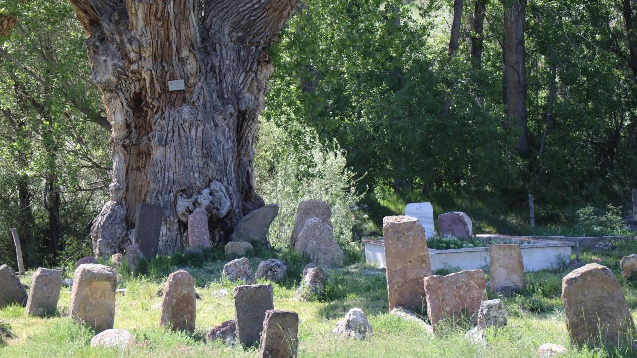 Türk boylarının mezarları 750 yıllık ağacın gölgesinde zamana direniyor