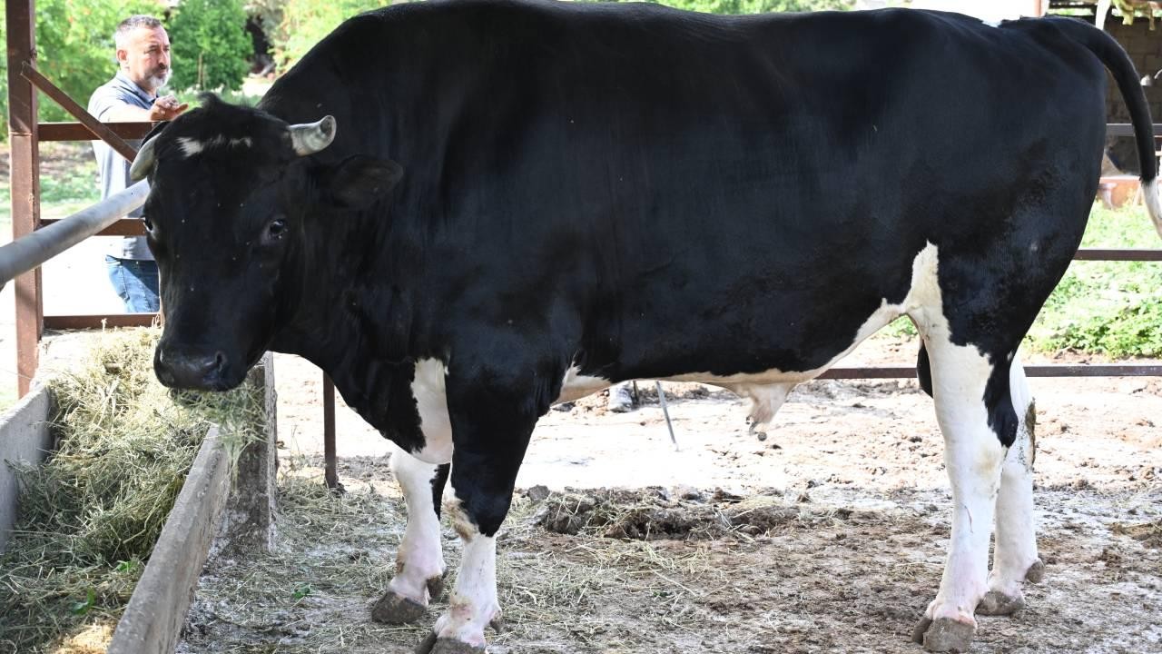 Günlük 40 kilogram yemle besleniyor: 1,2 tonluk boğa alıcısını bekliyor! Bakın fiyatı ne kadar
