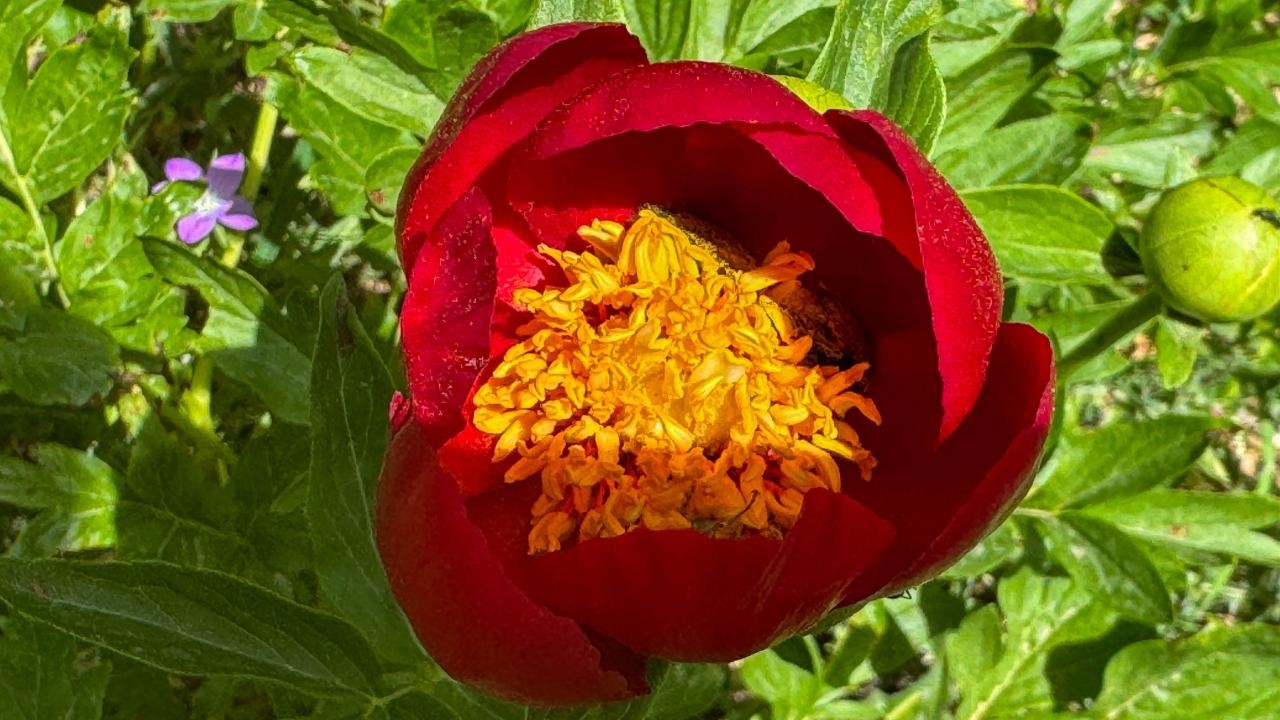 Ender görülen İtecik lalesi çiçek açtı: Zarar vermenin cezası 550 bin