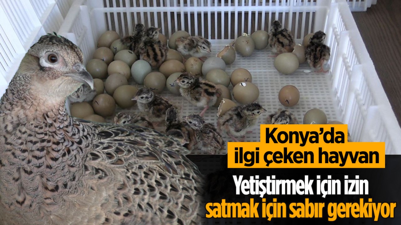 Konya'da ilgi çeken hayvan: Yetiştirmek için izin, satmak için sabır gerekiyor