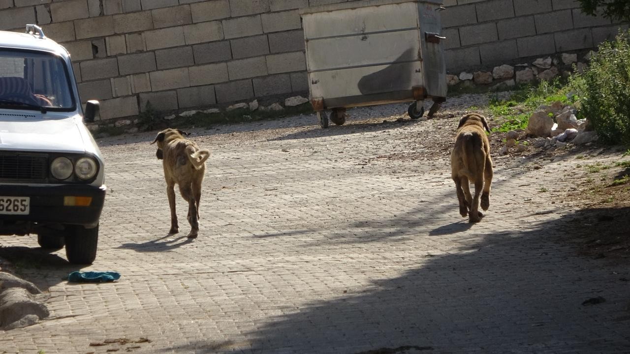 Başıboş köpeğin saldırısına uğrayan çocuk yaralandı