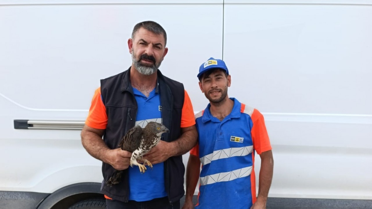 Karapınar'da yaralı kızıl şahine şefkat eli