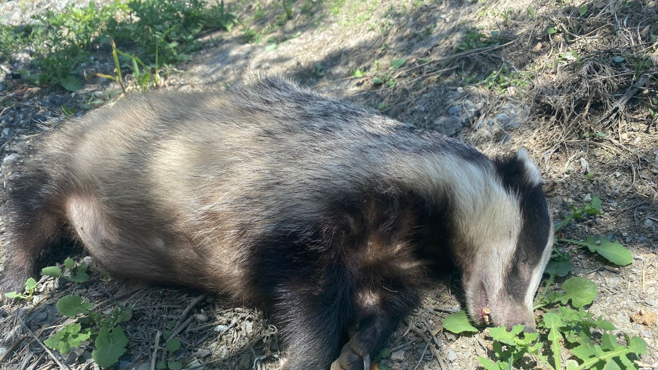 Nesli tükenme tehlikesi altında olan Avrupa porsuğu ölü bulundu