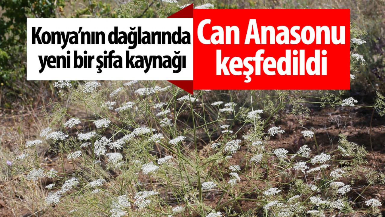 Konya’nın dağlarında yeni bir şifa kaynağı: 'Can Anasonu' keşfedildi