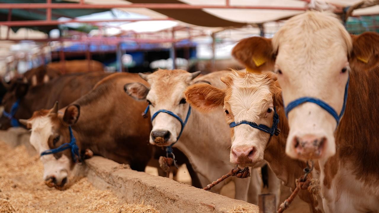 Uzmanından Kurban Bayramı öncesi uyarılar