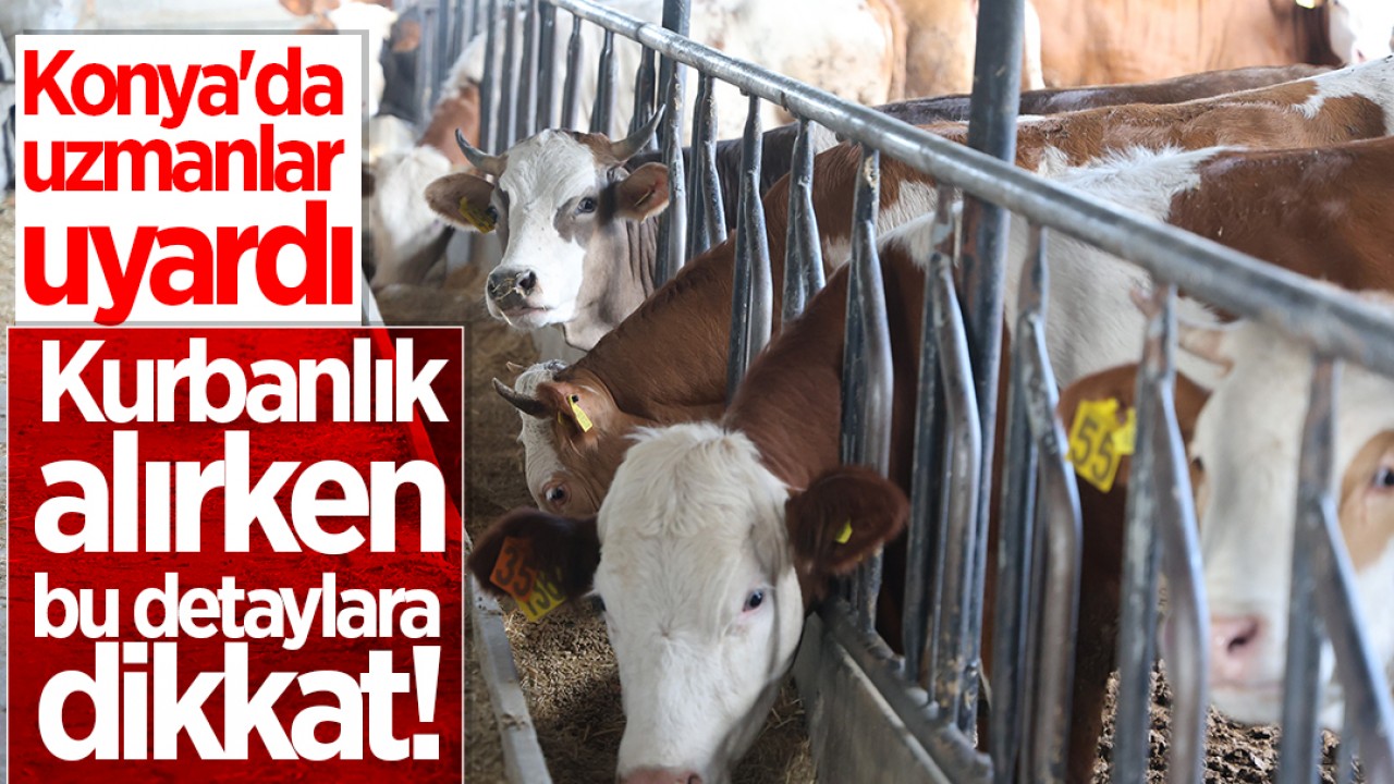 Konya'da uzmanlar uyardı: Kurbanlık alırken bu detaylara dikkat!