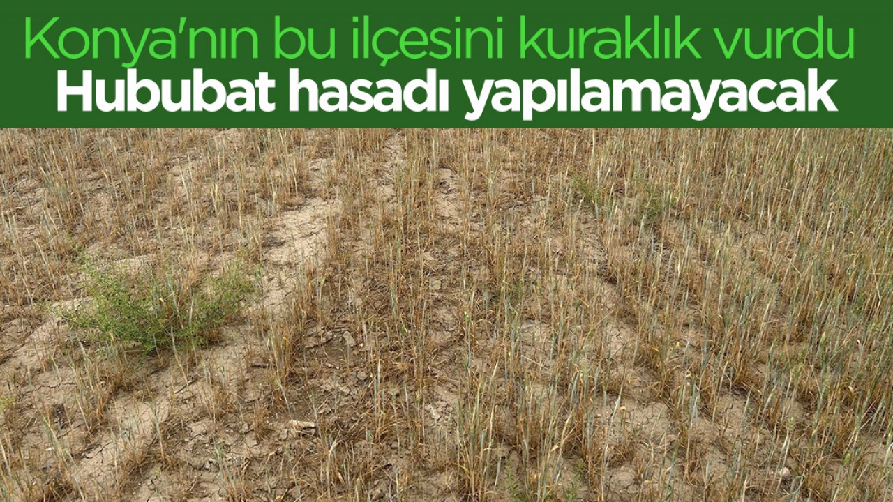 Konya'nın bu ilçesini kuraklık vurdu: Hububat hasadı yapılamayacak