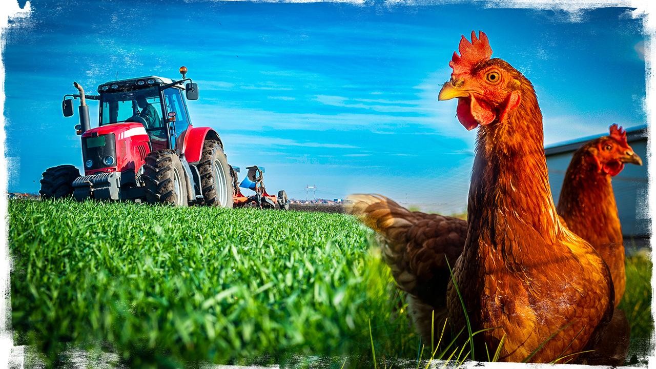 Tarımsal destek ödemeleri bugün çiftçilerin hesaplarına yatıyor