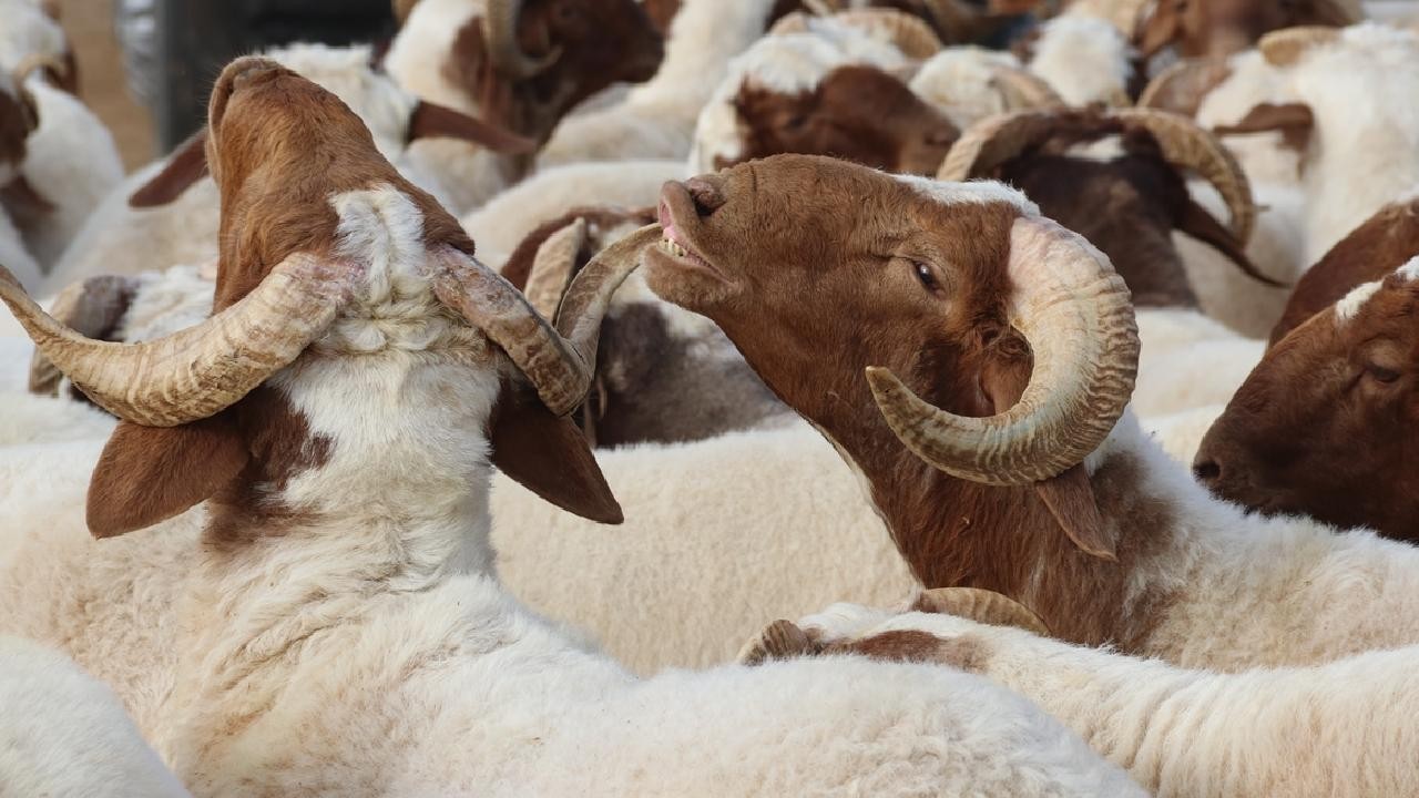 Diyanetten 'bayram namazı öncesi kesilen kurbanlar geçersizdir' uyarısı