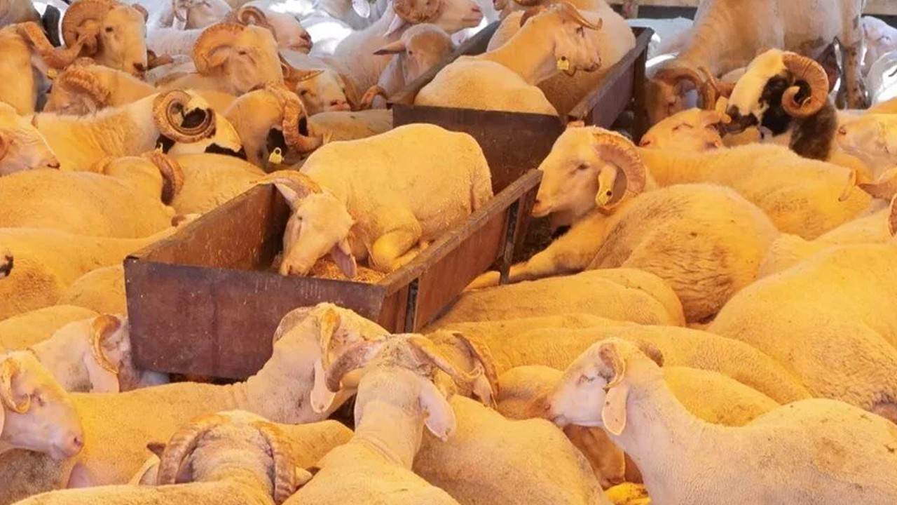 Kurban pazarlarında hareketlilik sürüyor