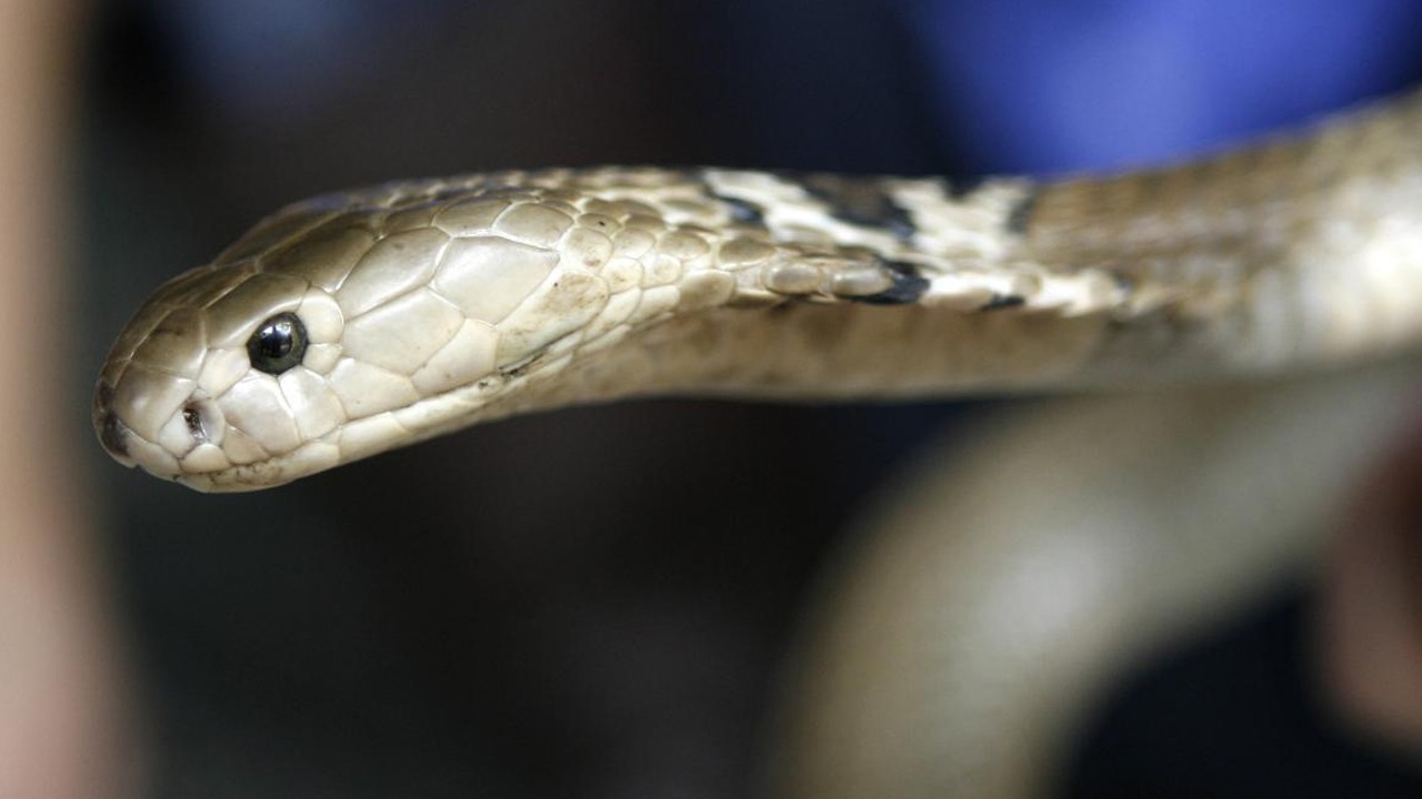 Yolcunun valizinden 48 zehirli yılan ile 5 kaplumbağa çıktı